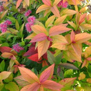 Спирея японская "Macrophylla"
