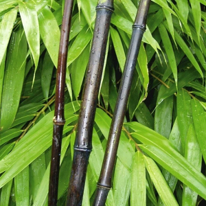 Бамбук "Black Pearl"