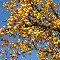Яблоня декоративная "Harvest Gold"