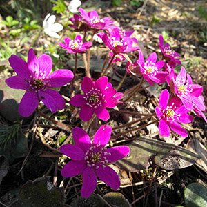 Печеночница японская "Red Forest Hybrids"