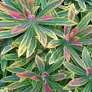 Молочай мартина "Ascot Rainbow"