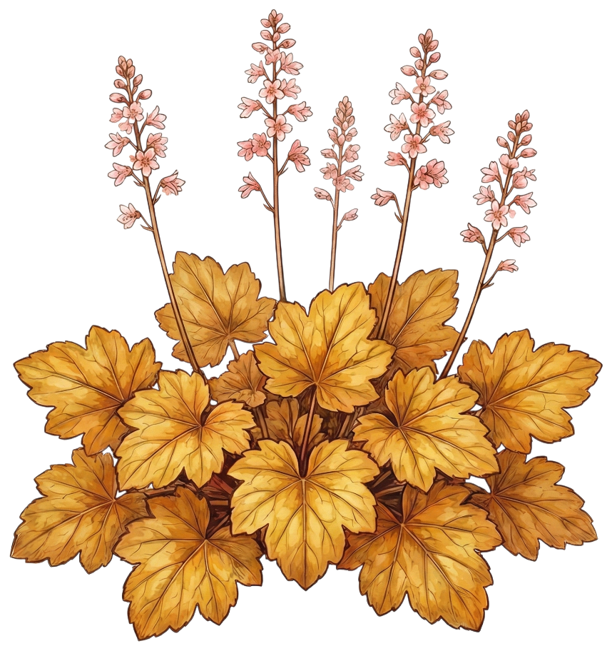 Гейхера 