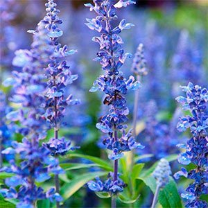 Иссоп лекарственный "Nectar Blue"