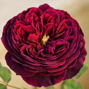 Роза "The Prince"