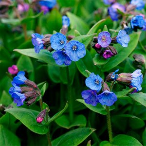 Медуница гибридная "Blue Ensign"