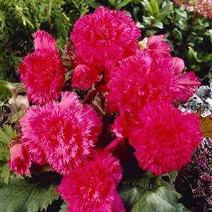 Бегония "Fimbriata Pink"