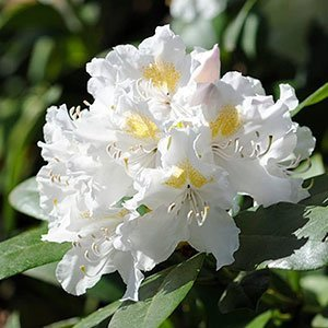 Рододендрон катевбинский "Cunningham's White"