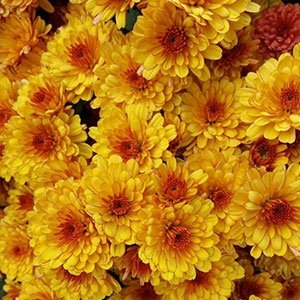 Хризантема мультифлора "Sunbeam Flame"