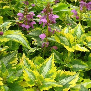 Яснотка крапчатая "Anne Greenaway"