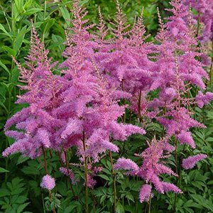 Астильба Арендса "Amethyst"