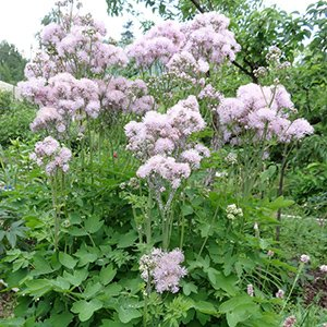 Василистник водосборолистный "Nimbus Pink"