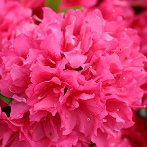 Рододендрон тупой "Melina"