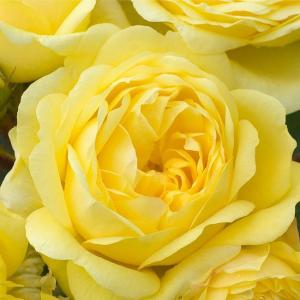 Роза "Yellow Meilove"
