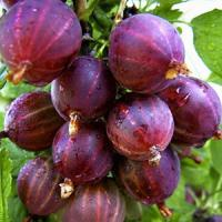 Крыжовник "Консул" (Сенатор)