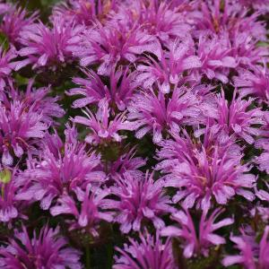 Монарда "Leading Lady Amethyst"
