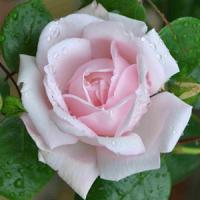 Шиповник (роза) сортовой "Great Maiden's Blush"