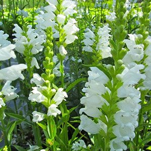 Физостегия виргинская "Crystal Peak White"