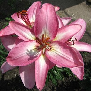 Лилия "Ice Berry"