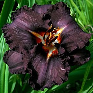 Лилейник "Longfields Black Magic"