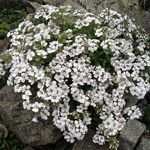 Гипсофила ясколковидная "White"