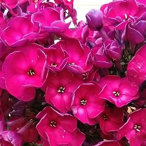 Флокс метельчатый "Эсмеральда"