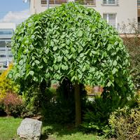 Вяз (Ильм) шершавый "Pendula"