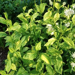 Солидаго (золотарник) извилистостебельный "Variegata"