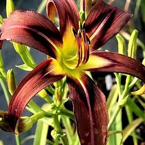 Лилейник "Black Arrowhead"