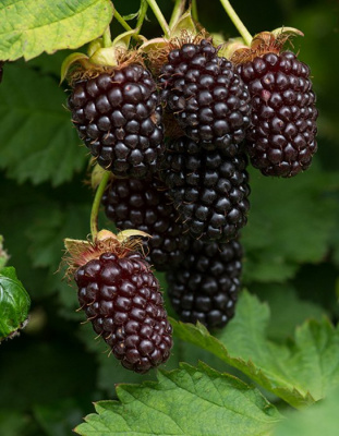 Ежемалина "Boysenberry"