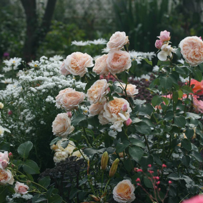 Роза "English Garden"