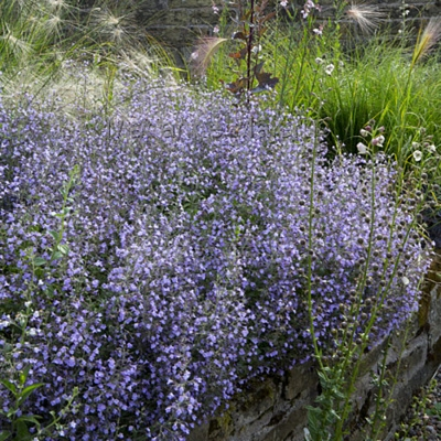 Душевик котовниковый "Marvelette Blue"