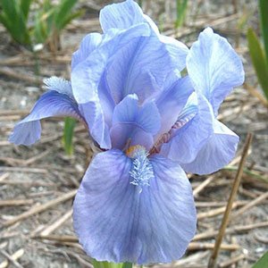 Ирис карликовый "Little Sapphire"