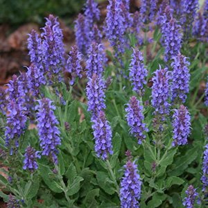 Шалфей пышный "Merleau Blue"