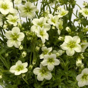 Камнеломка арендса "Alpino Early Lime"