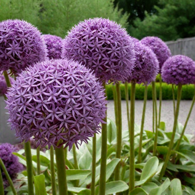 Аллиум (лук) декоративный "Globemaster"