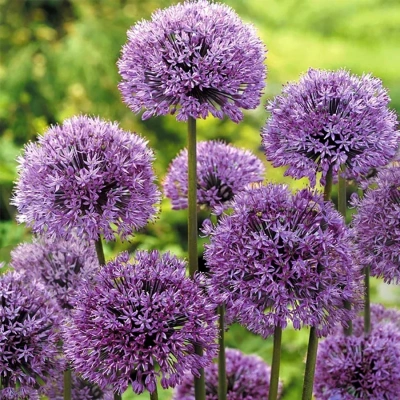 Аллиум (лук) афлатунский "Purple Sensation"