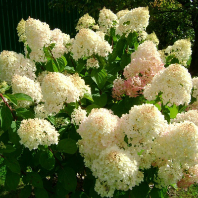 Гортензия метельчатая "Silver Dollar"