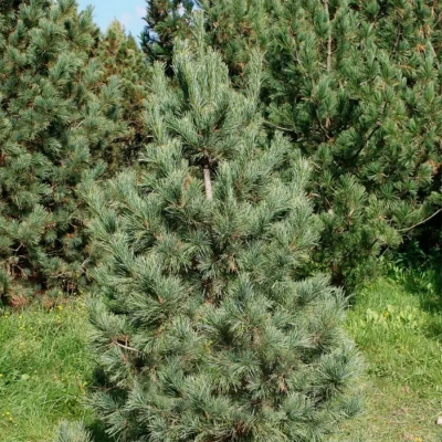 Кедр европейский