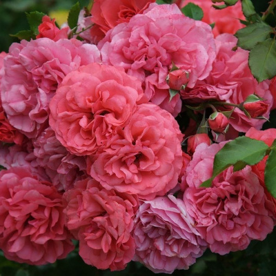 Роза "Rosarium Uetersen"