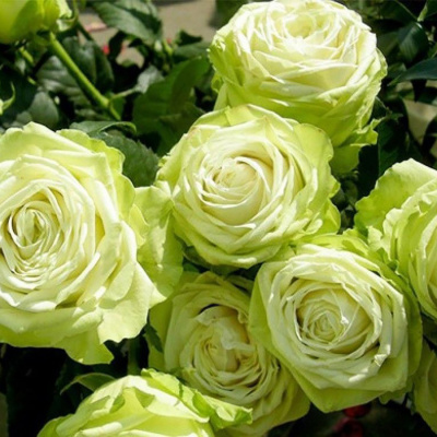 Роза "Green Fashion"